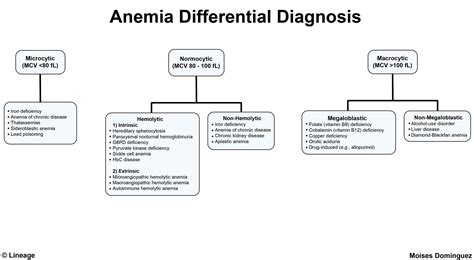 alemia|Anemia Overview